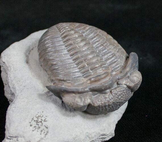 Ohio Eldredgeops Trilobite - Silica Shale #9863